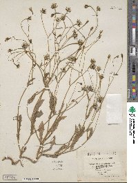 Hedypnois rhagadioloides subsp. rhagadioloides image