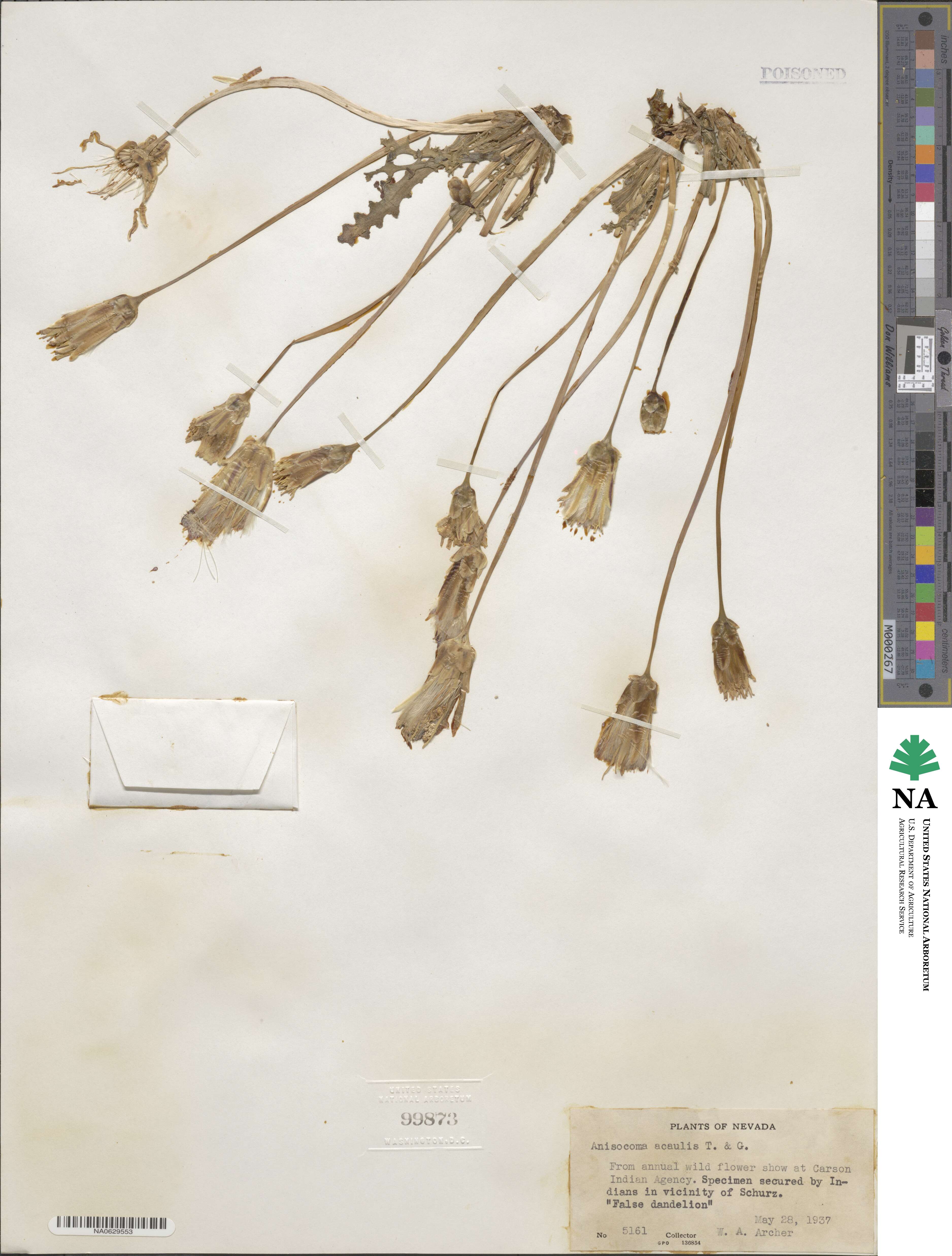 Anisocoma acaulis image