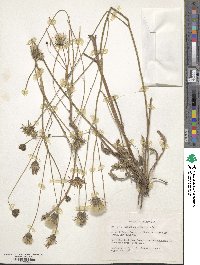 Hypochaeris radicata image