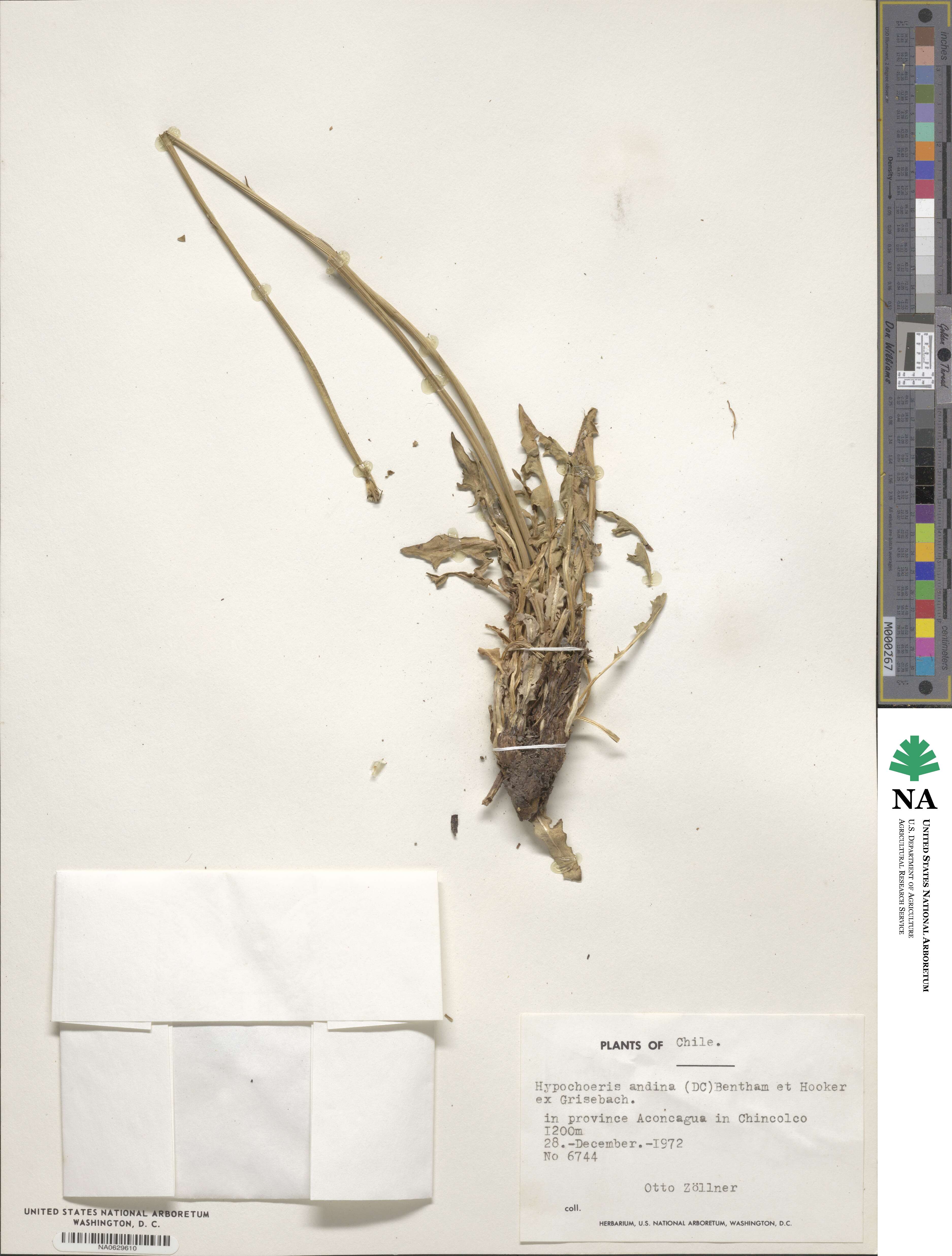 Hypochaeris arenaria image
