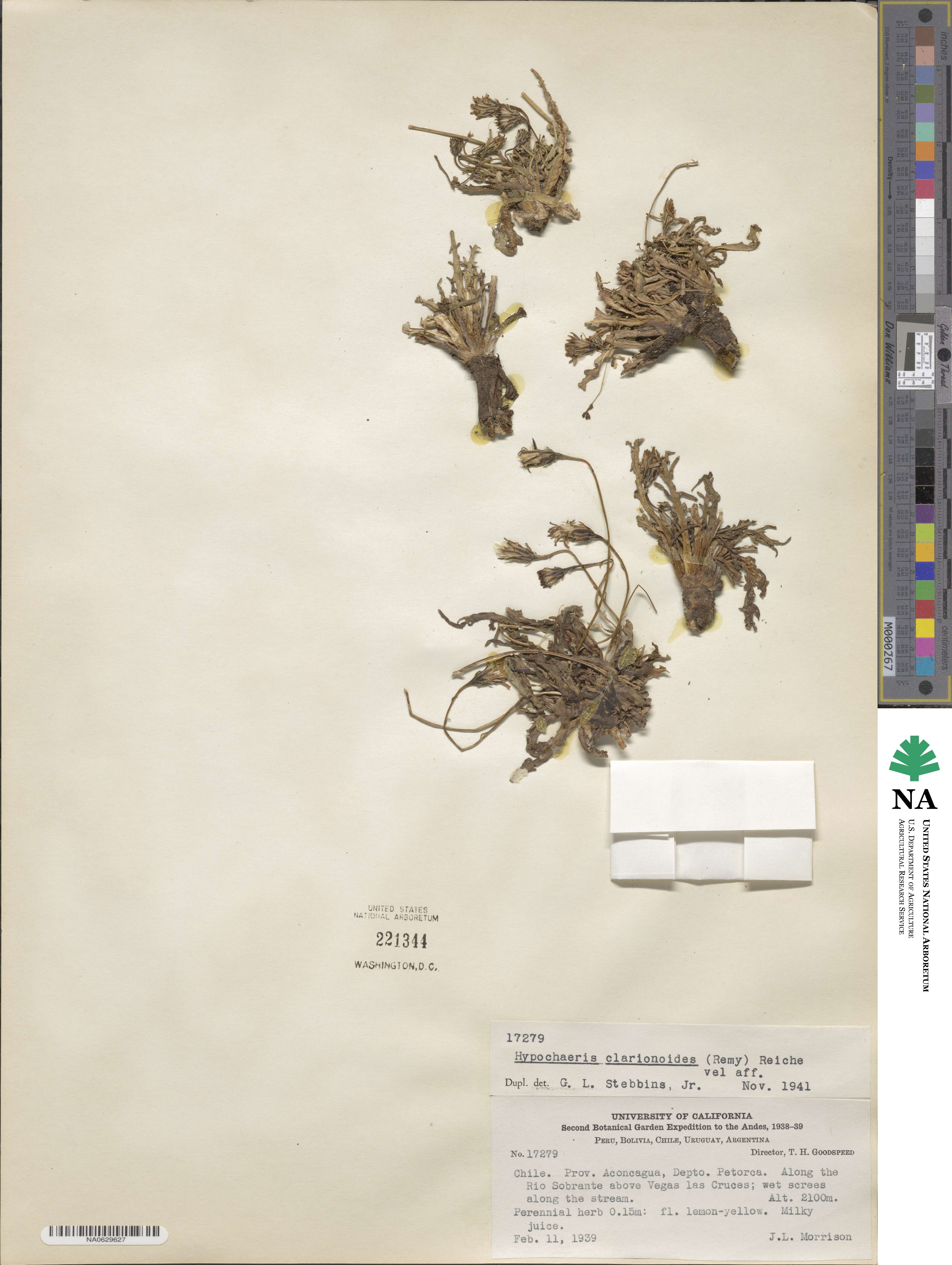 Hypochaeris clarionoides image