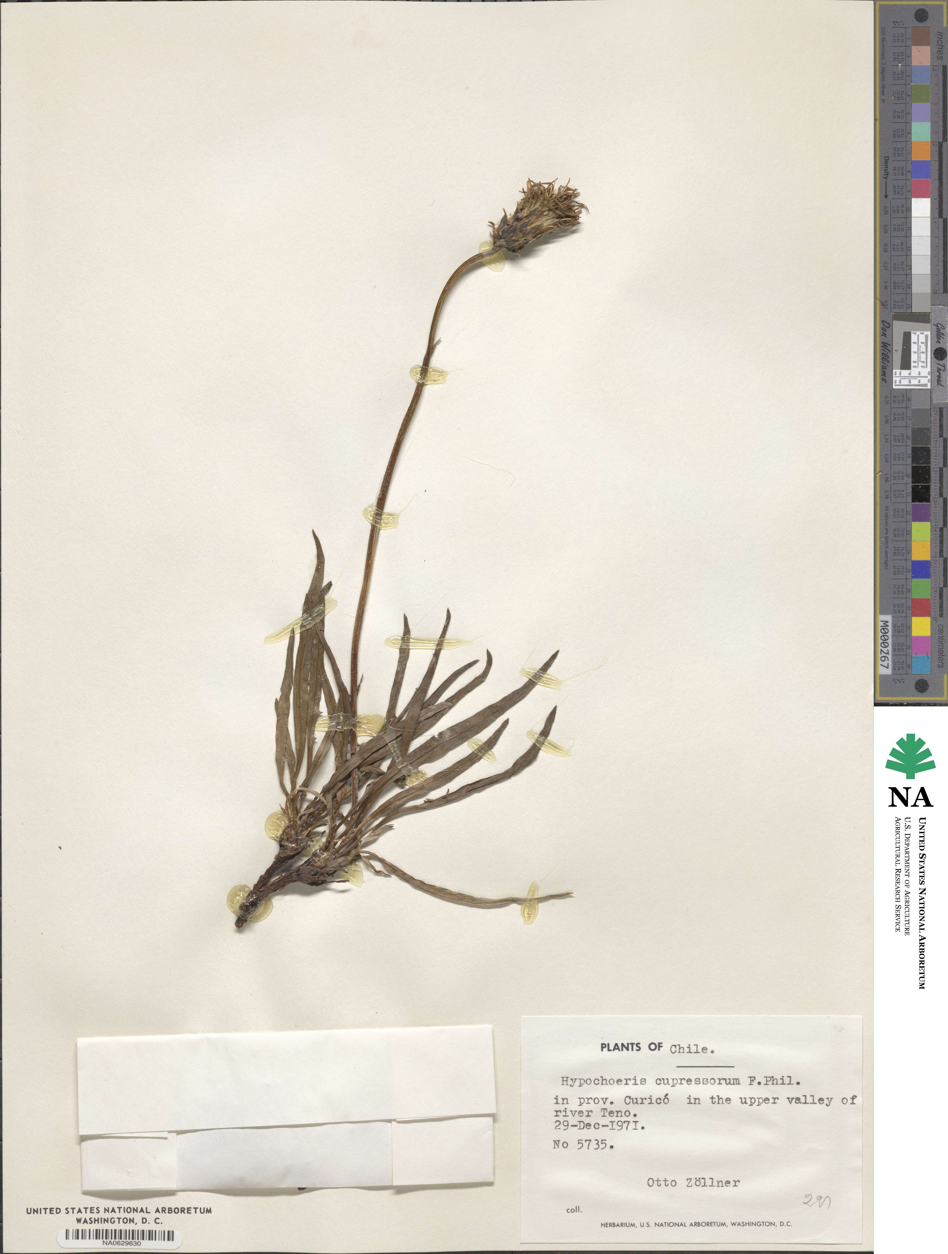 Hypochaeris cupressorum image