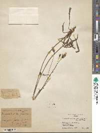 Image of Hypochaeris gardneri