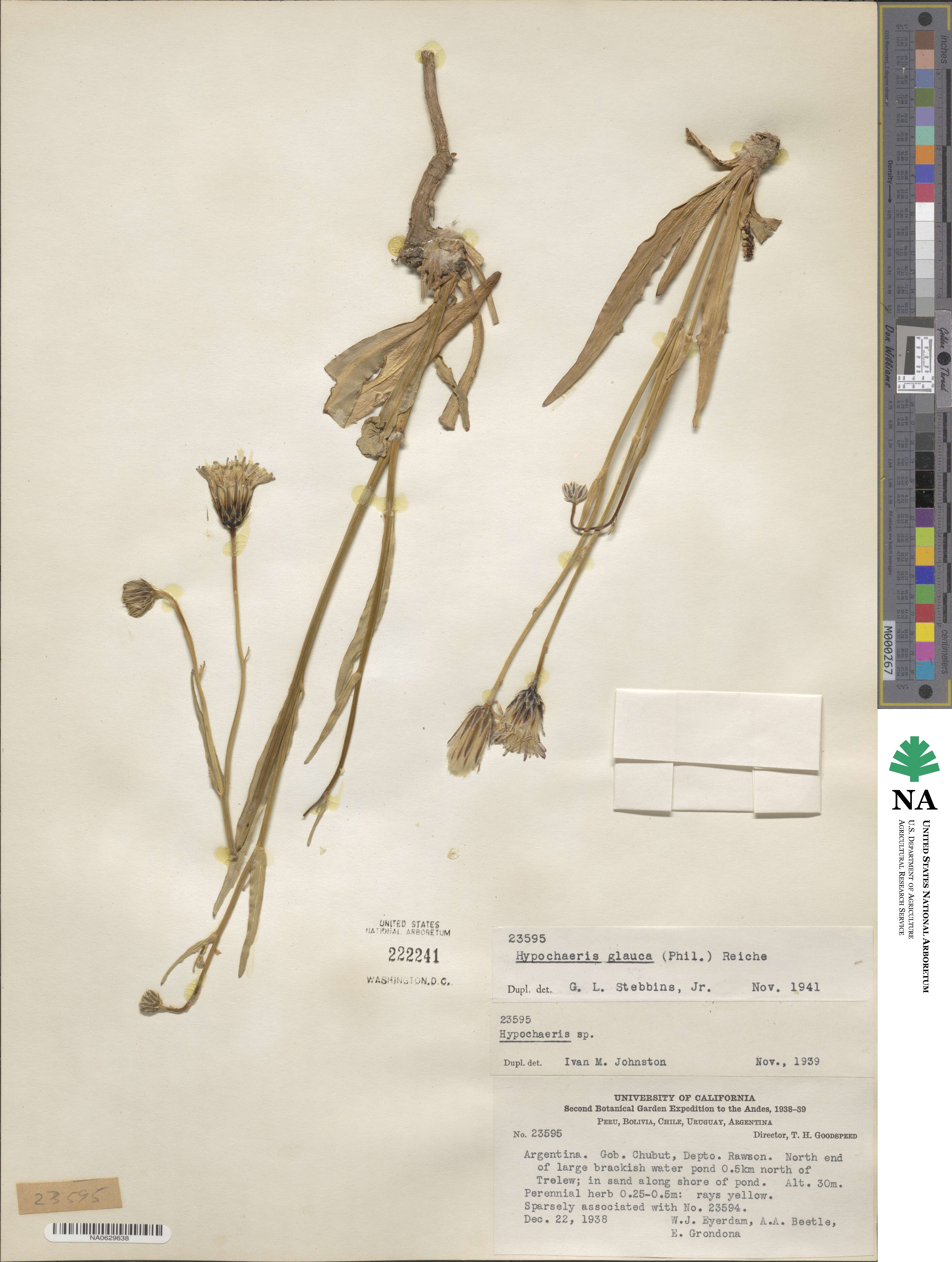Hypochaeris glauca image