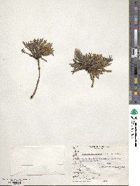 Hypochaeris incana image