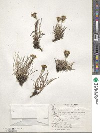 Hypochaeris incana image