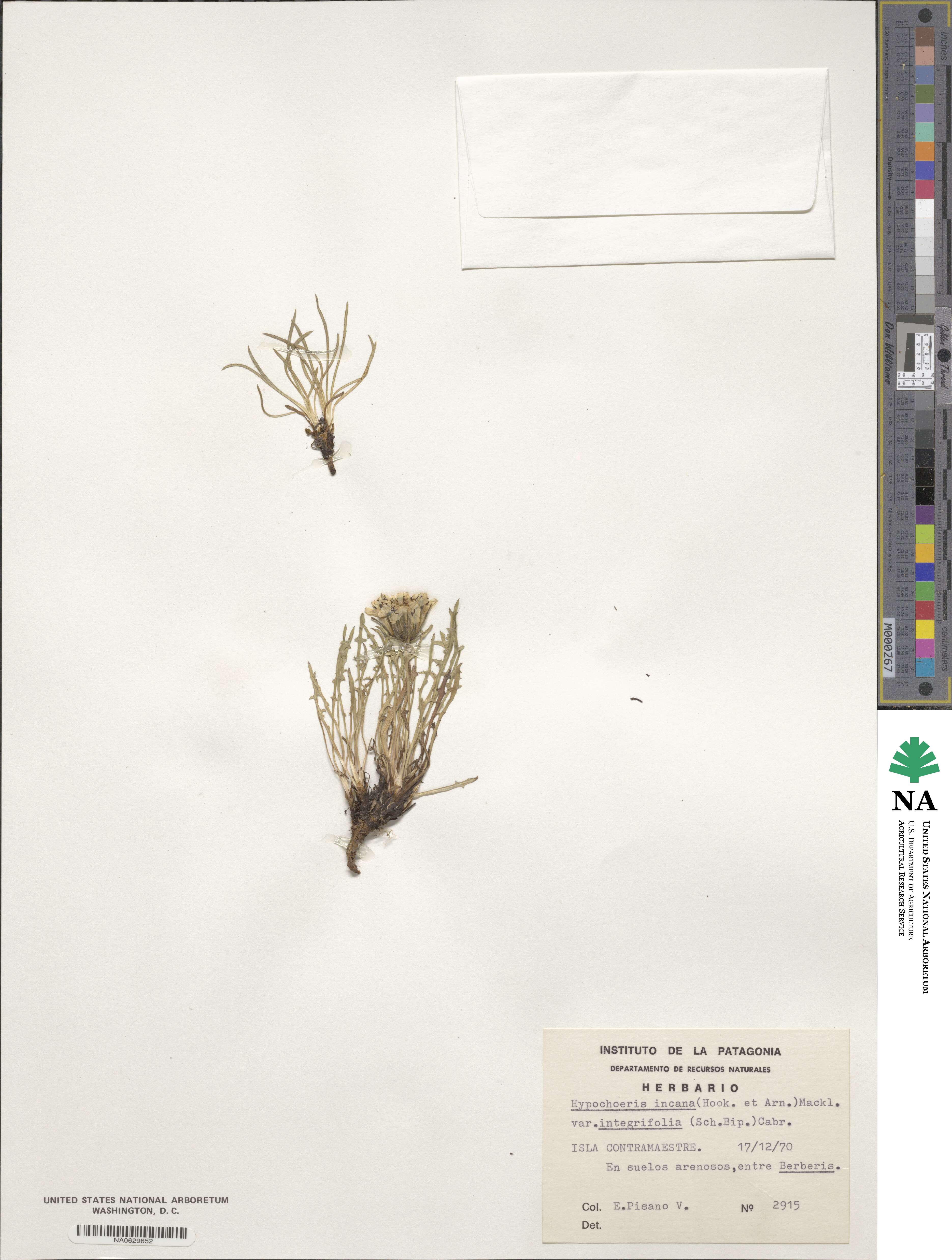 Hypochaeris incana var. integrifolia image