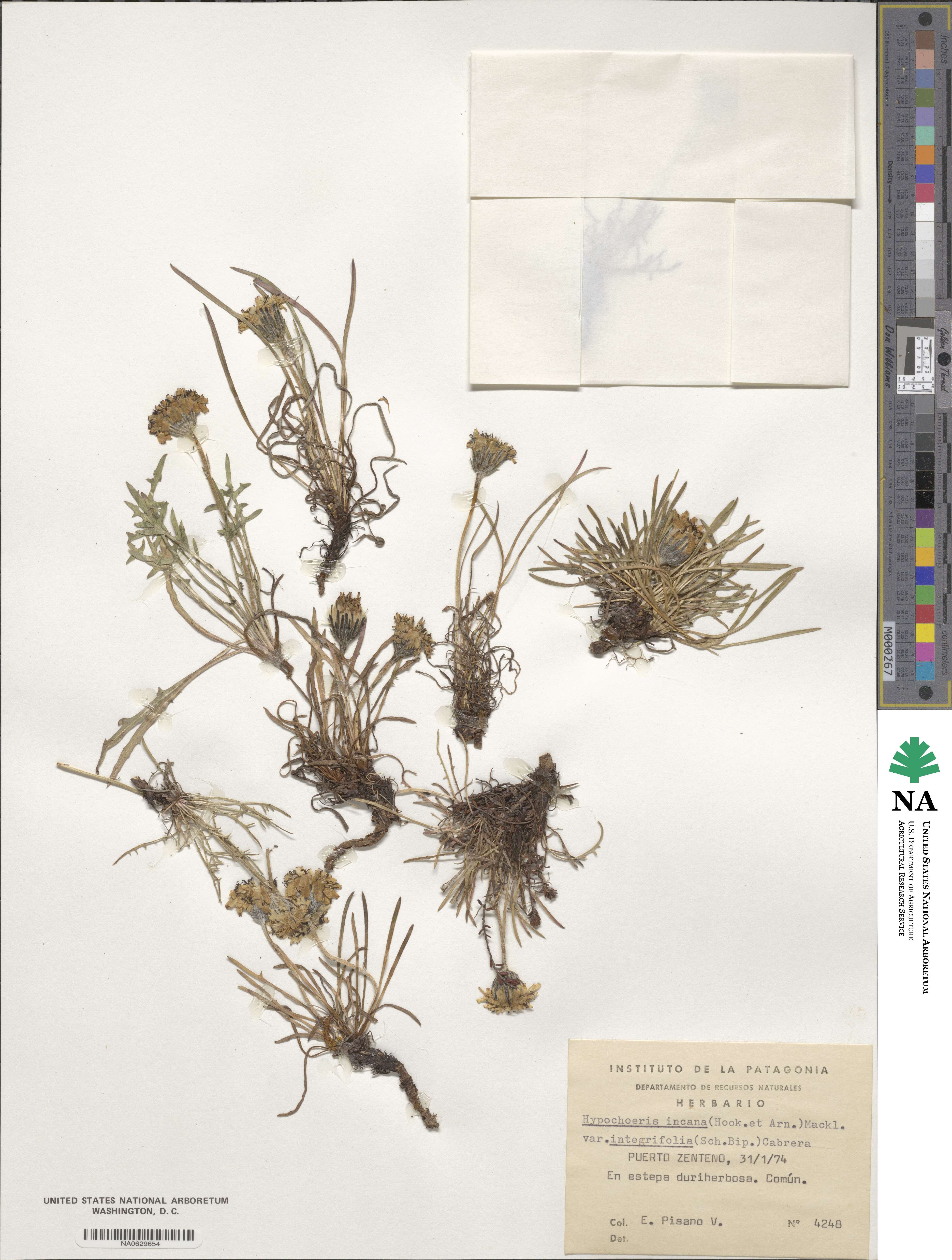 Hypochaeris incana image