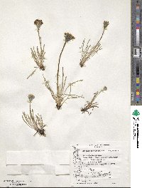 Hypochaeris incana image