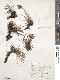 Hypochaeris incana var. integrifolia image