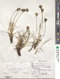 Hypochaeris incana image