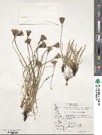 Hypochaeris incana image