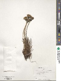 Hypochaeris incana image