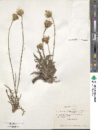 Hypochaeris tenuifolia var. eurylepis image