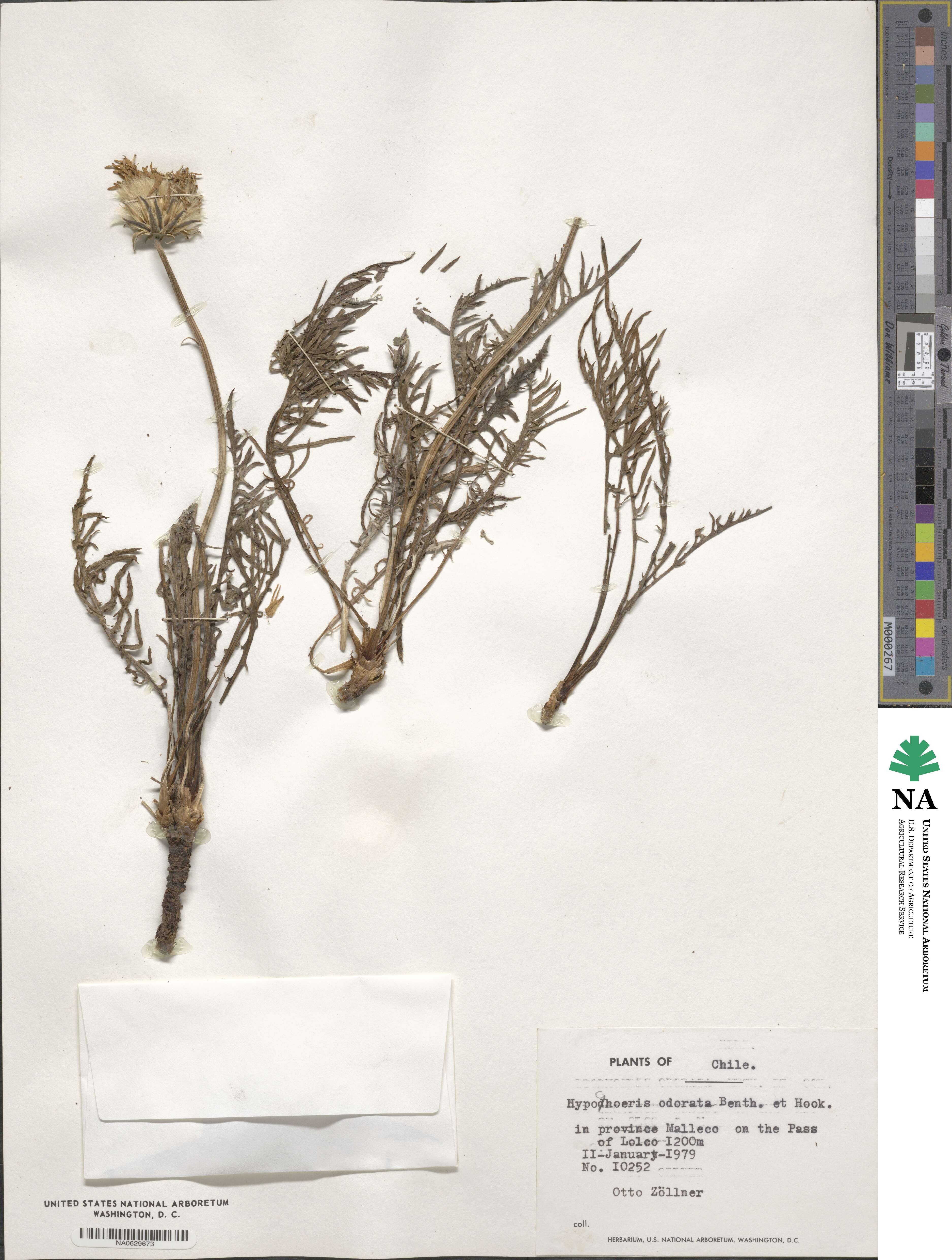 Hypochaeris tenuifolia var. eurylepis image