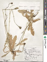 Hypochaeris radicata image