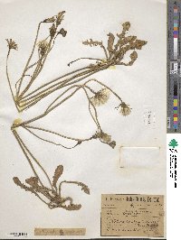 Hypochaeris radicata image