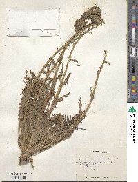 Hypochaeris scorzonerae image