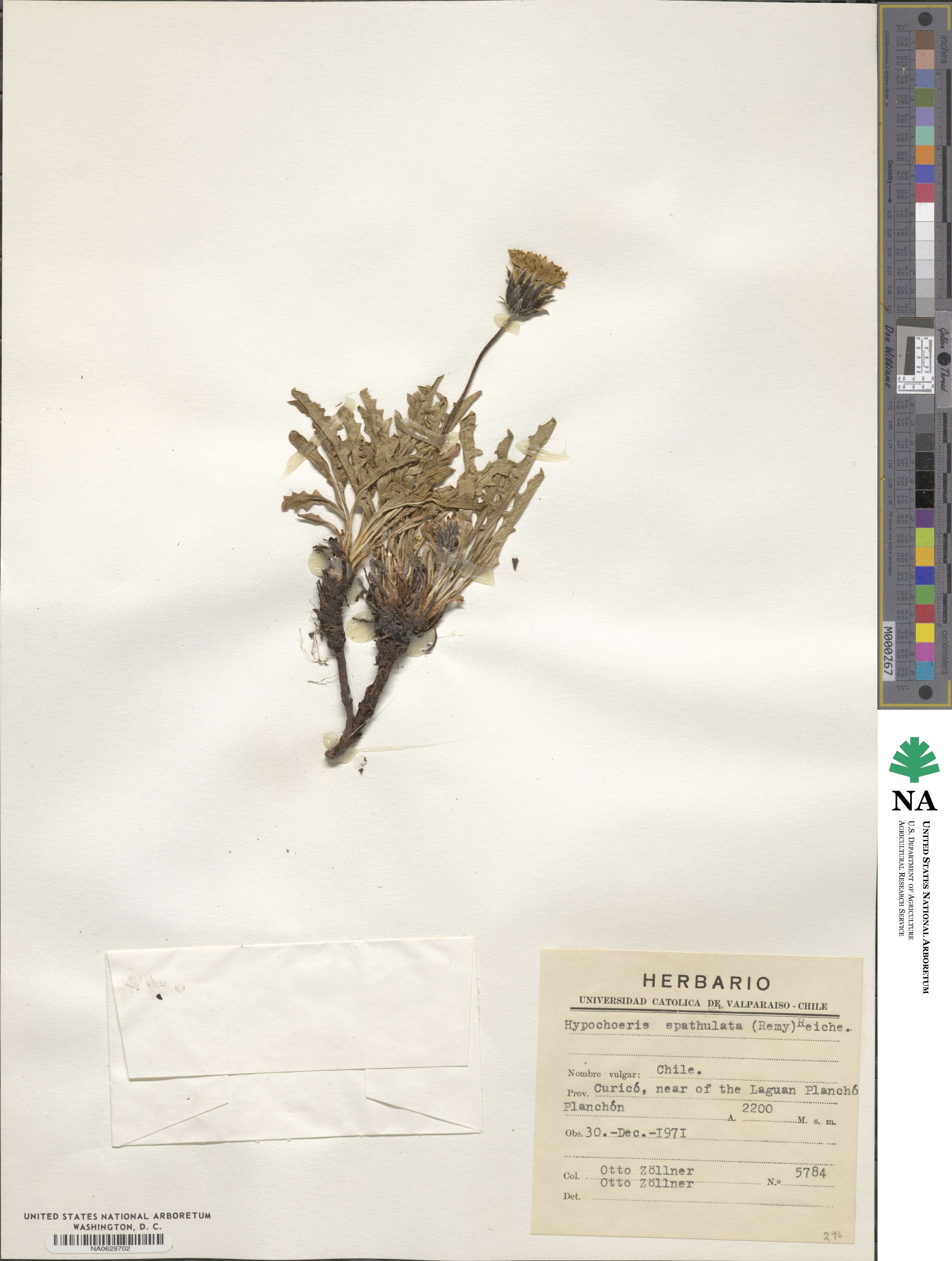 Hypochaeris spathulata image