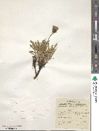 Hypochaeris spathulata image