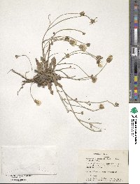 Hypochaeris cretensis image