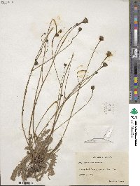 Hypochaeris radicata image