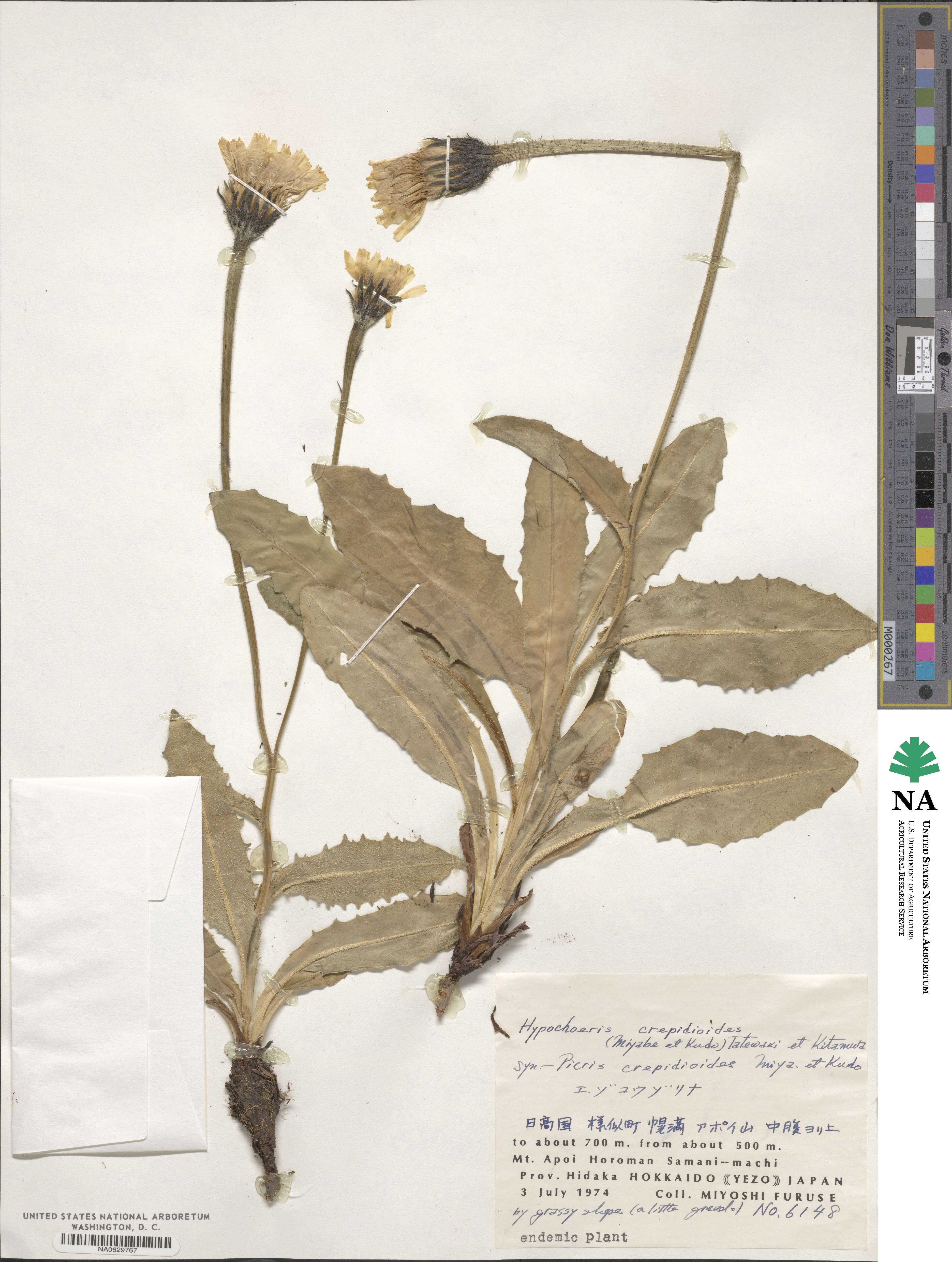 Trommsdorffia crepidioides image