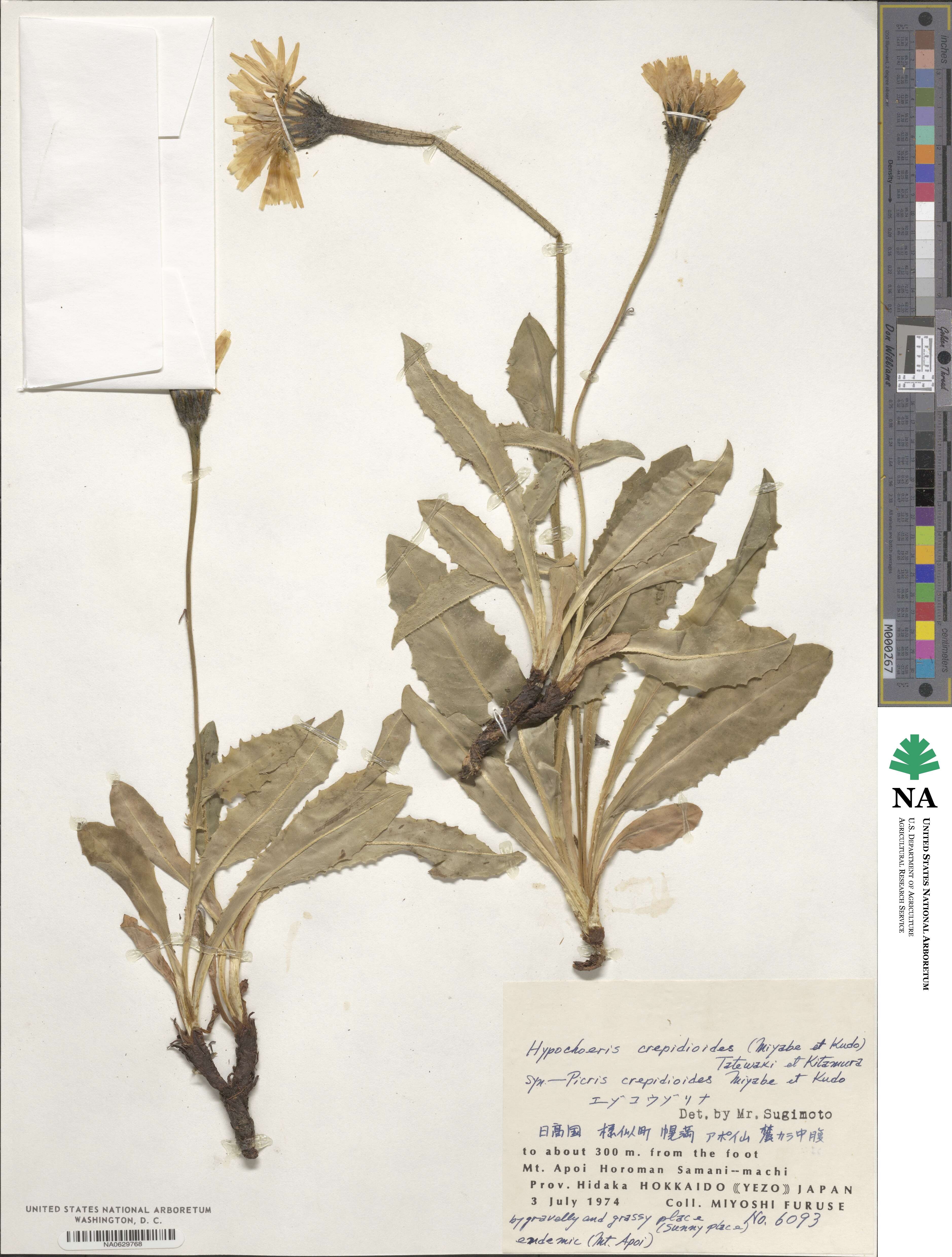 Trommsdorffia crepidioides image