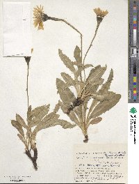 Trommsdorffia crepidioides image