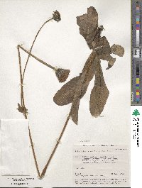 Trommsdorffia maculata subsp. maculata image