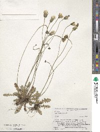 Hypochaeris radicata image