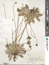 Hypochaeris radicata image