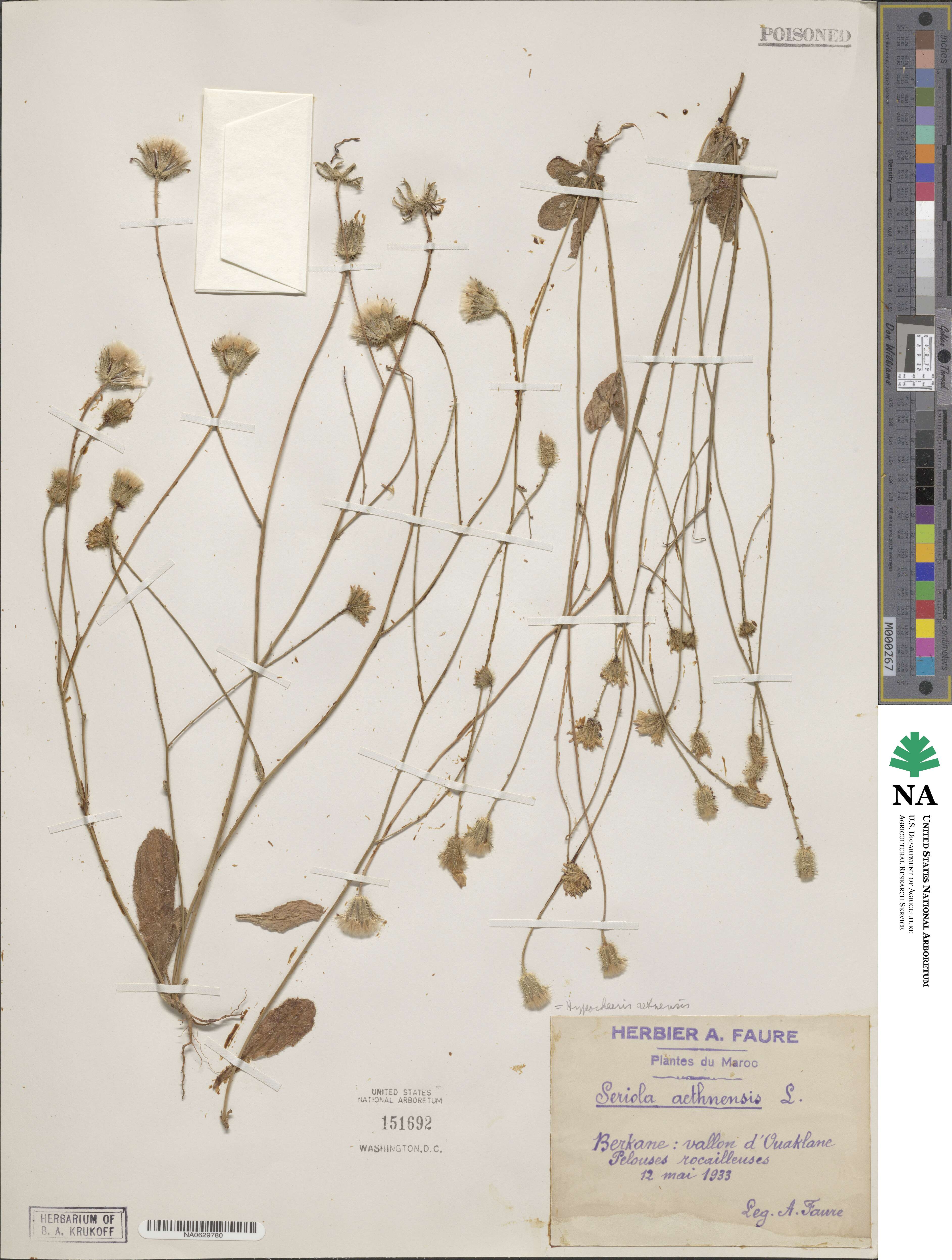 Hypochaeris aetnensis image