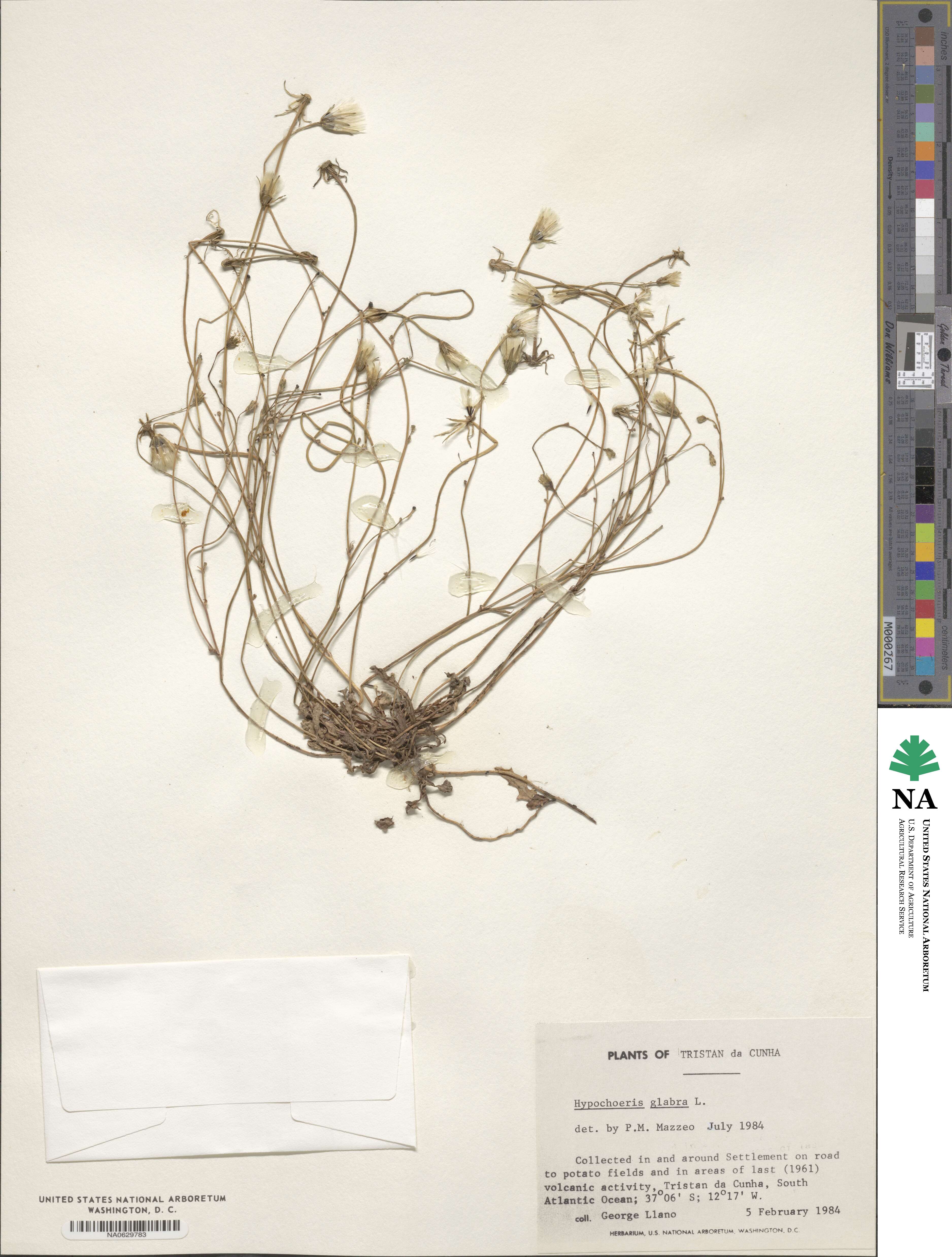 Hypochaeris glabra image