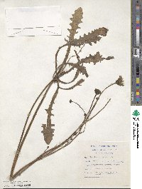 Hypochaeris radicata image