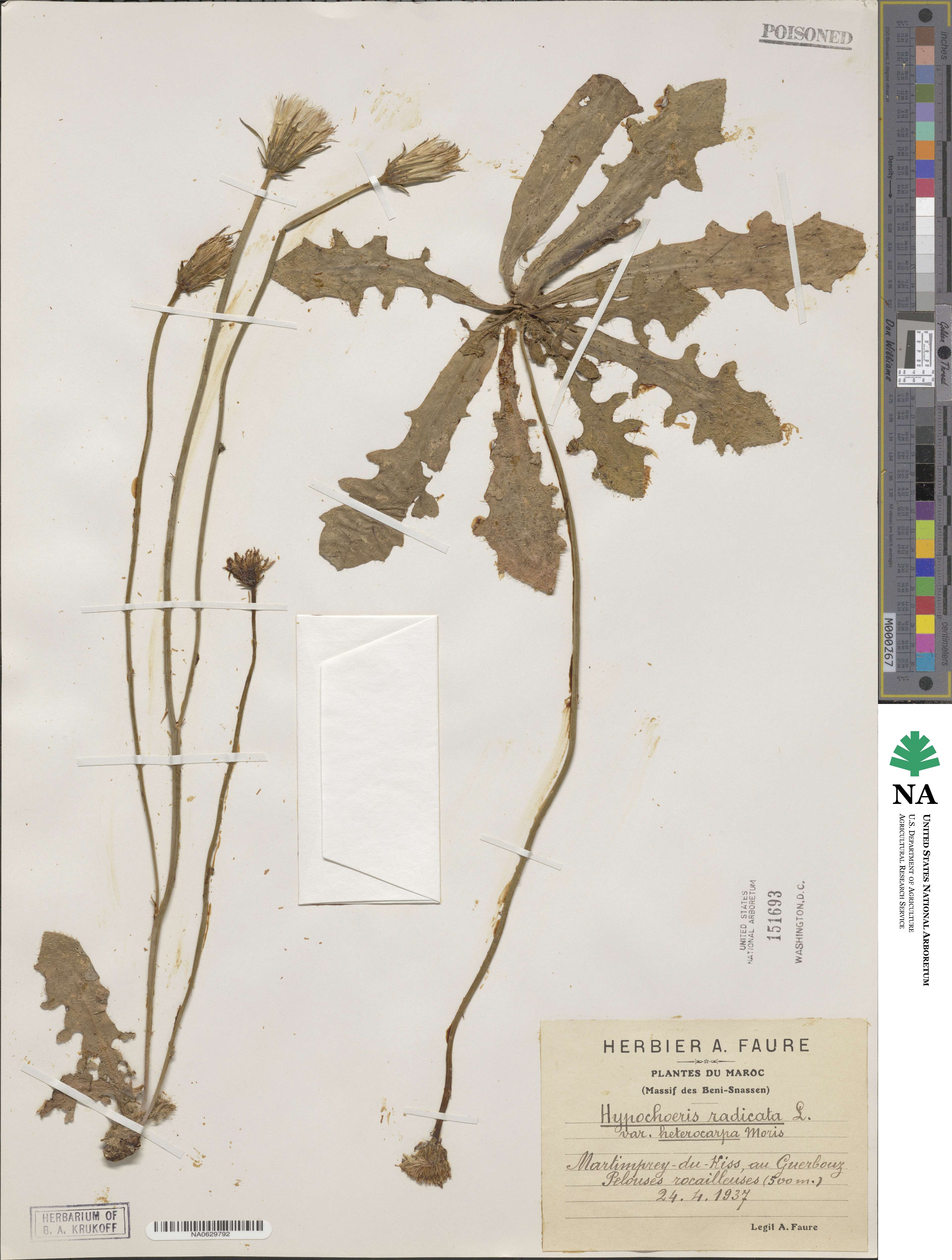 Hypochaeris radicata image