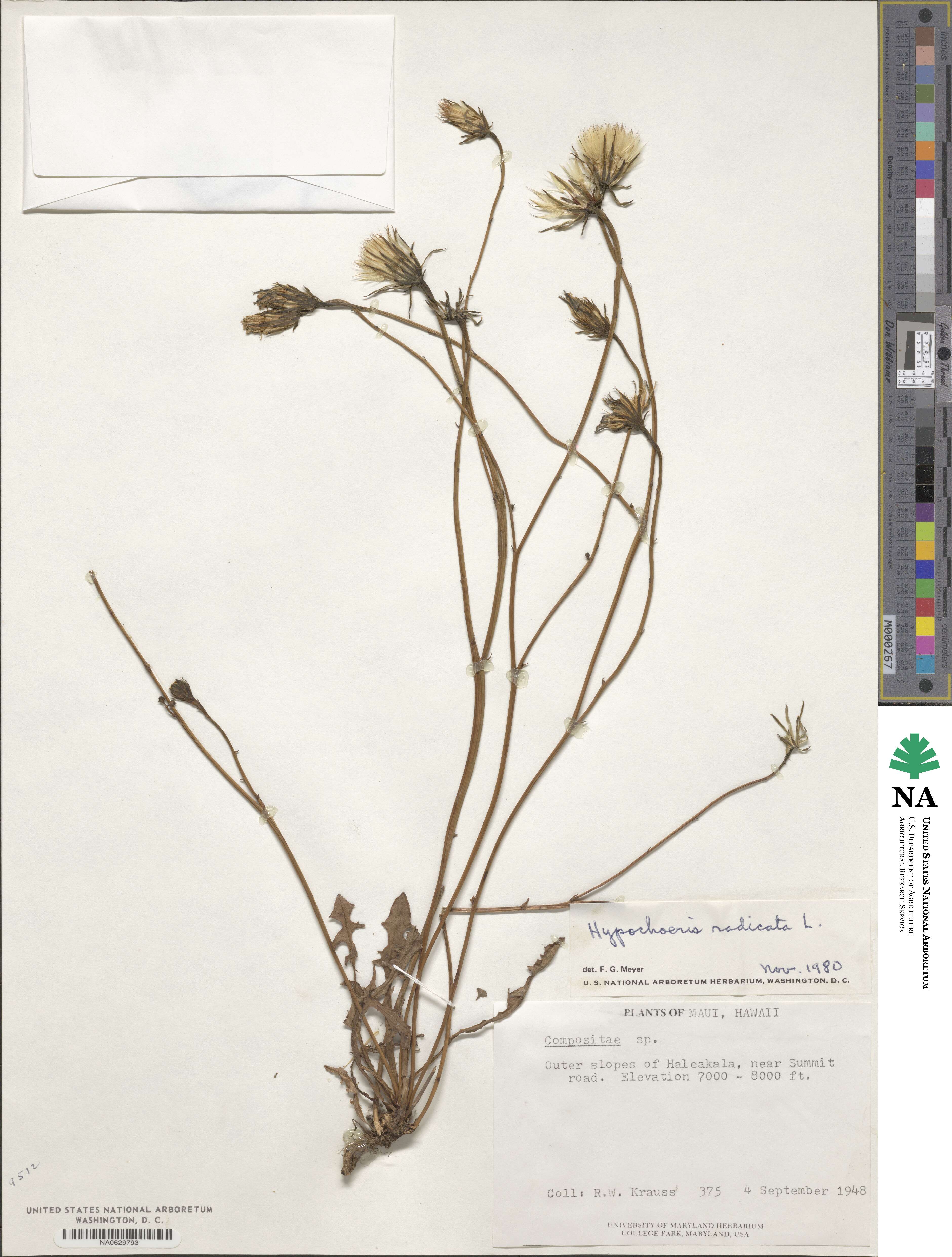 Hypochaeris radicata image