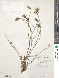 Hypochaeris radicata image