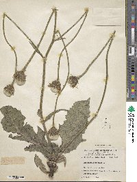 Trommsdorffia maculata subsp. maculata image