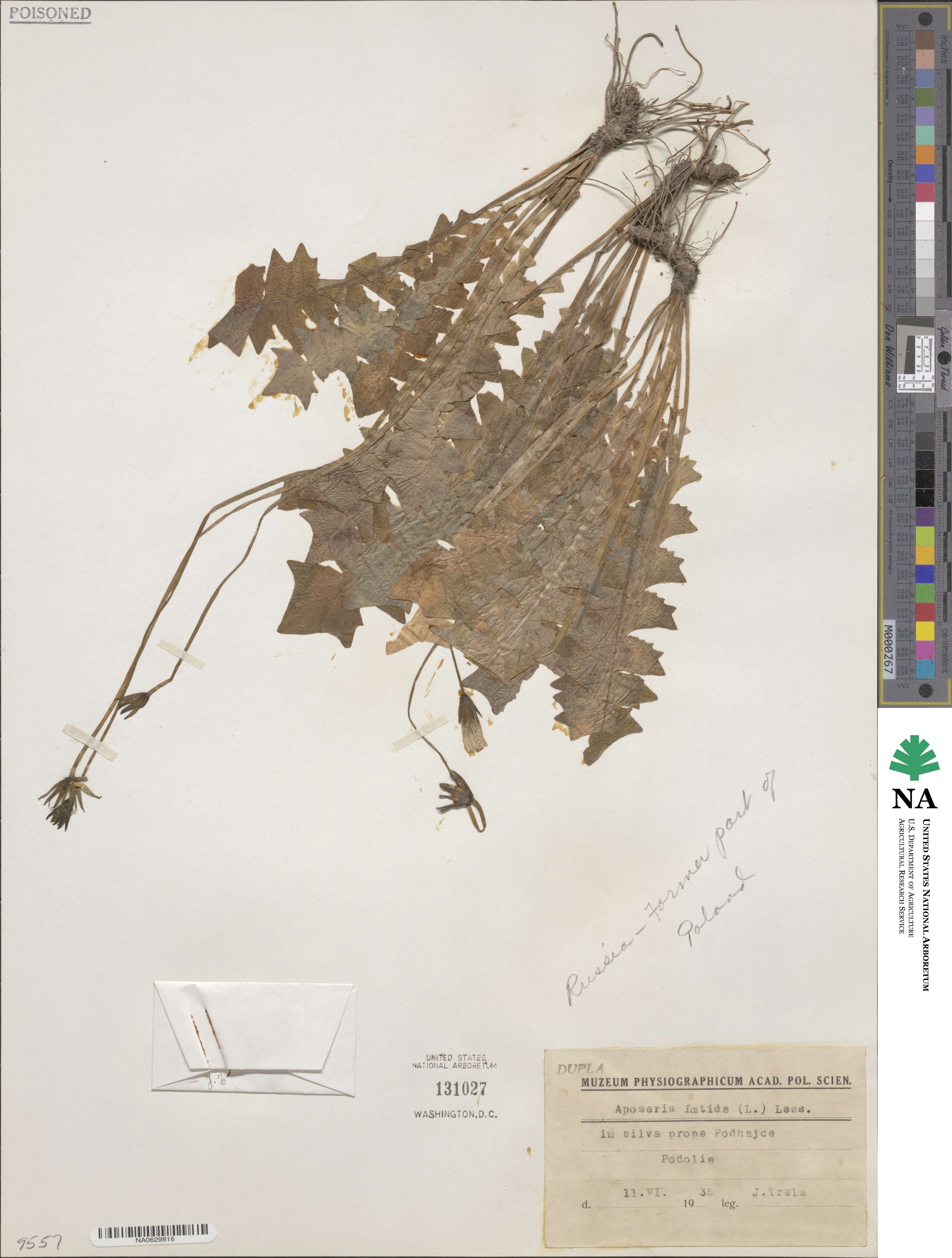 Aposeris foetida image