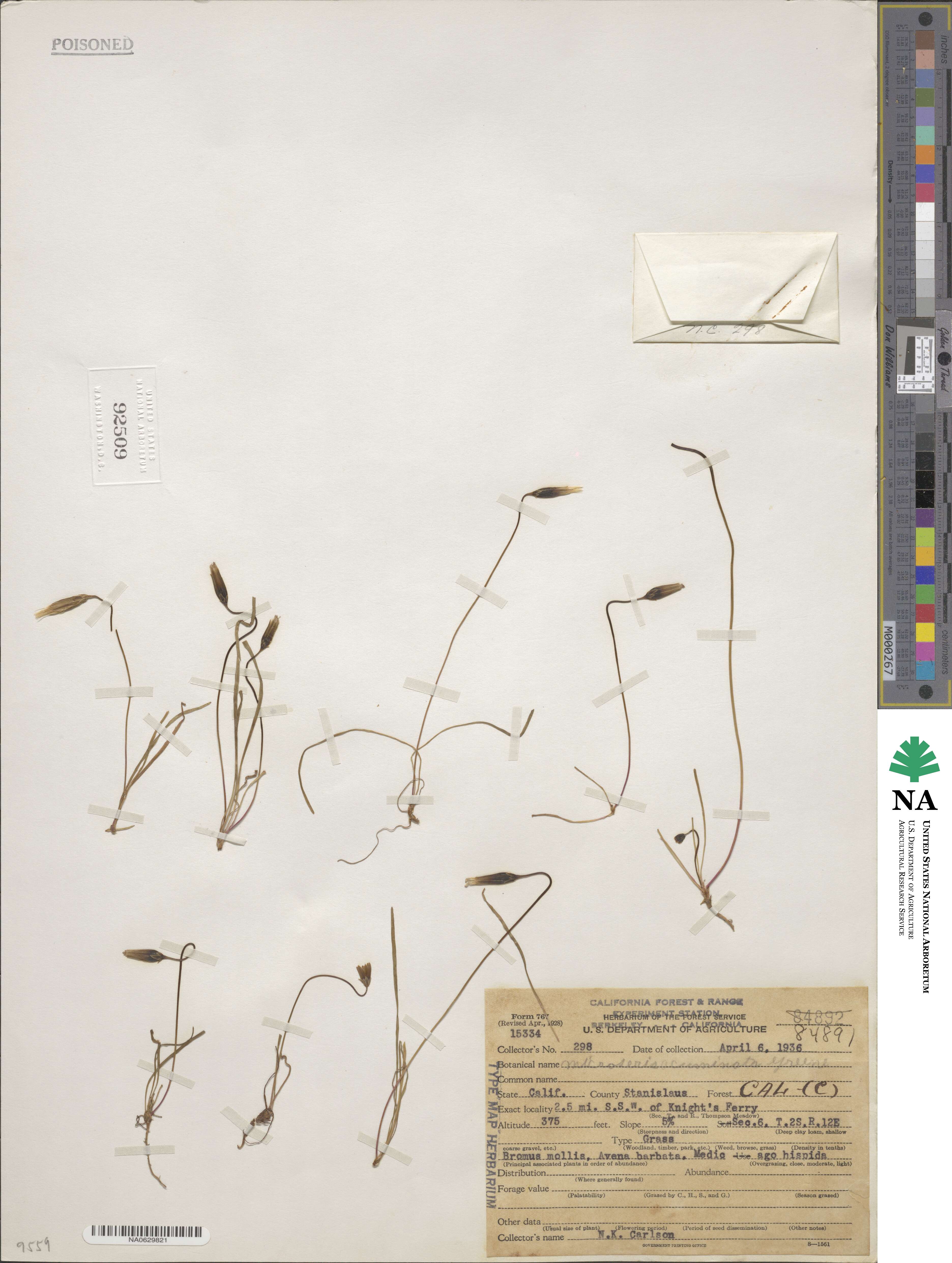 Microseris acuminata image