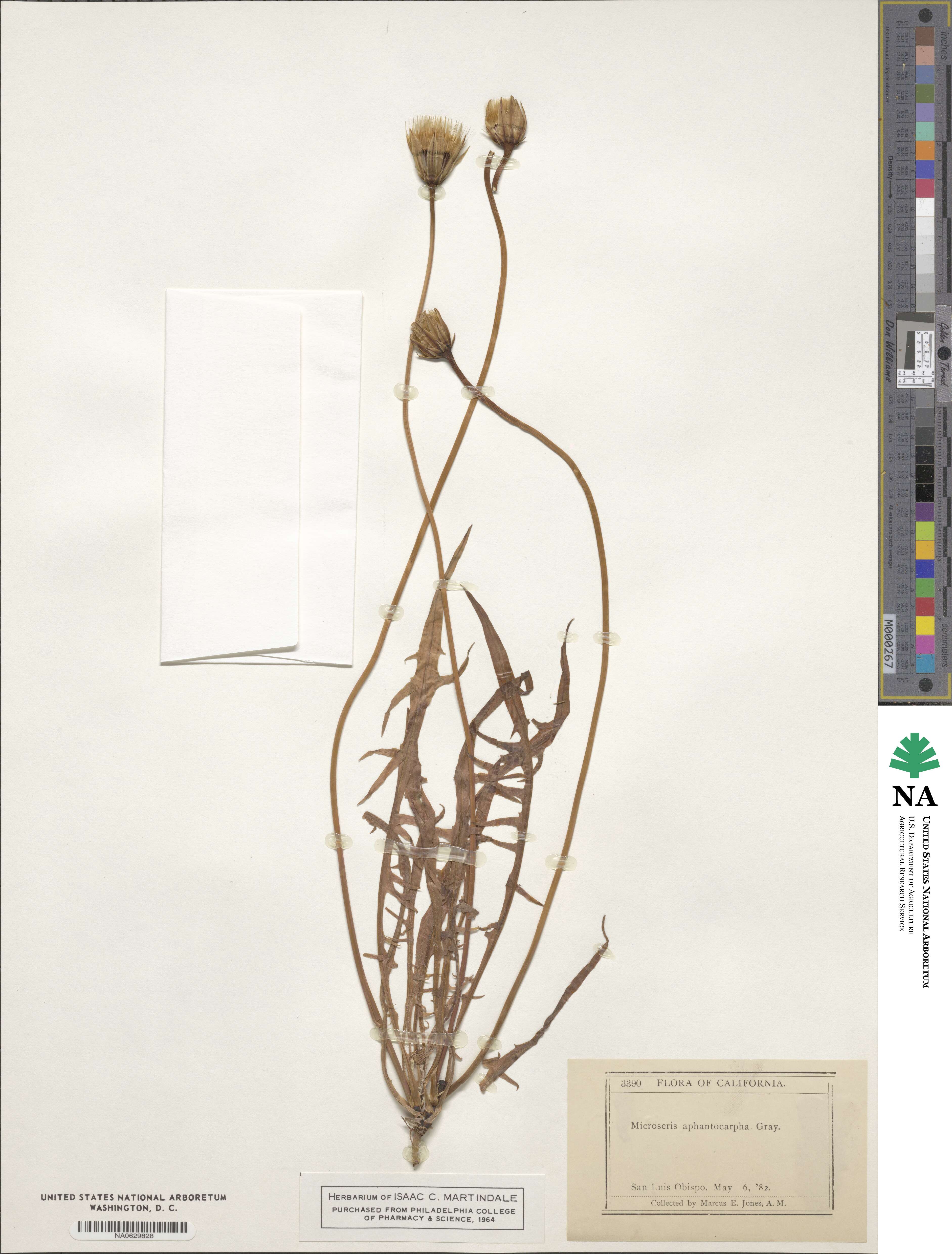 Microseris douglasii subsp. tenella image