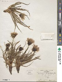 Microseris cuspidata image