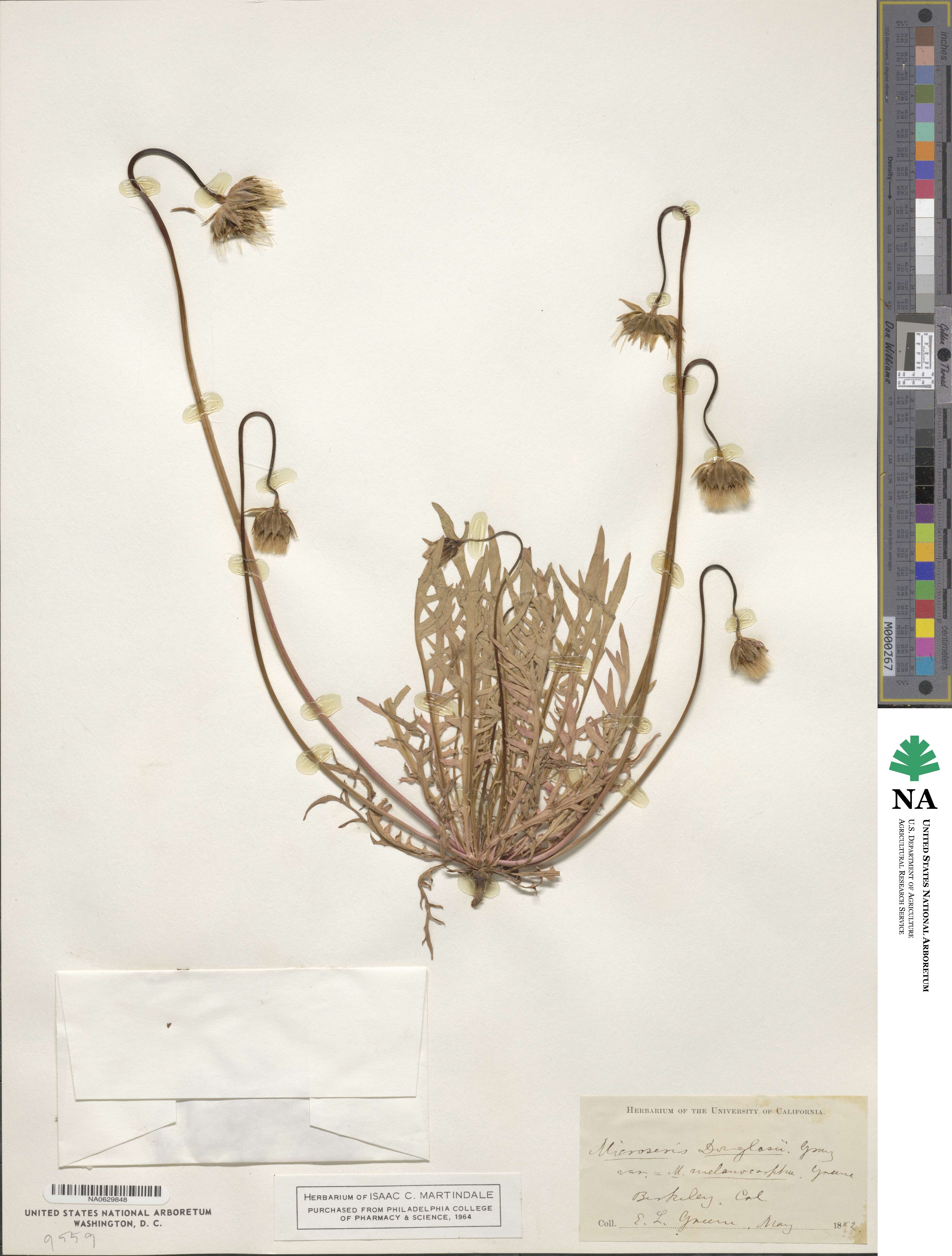 Microseris douglasii image