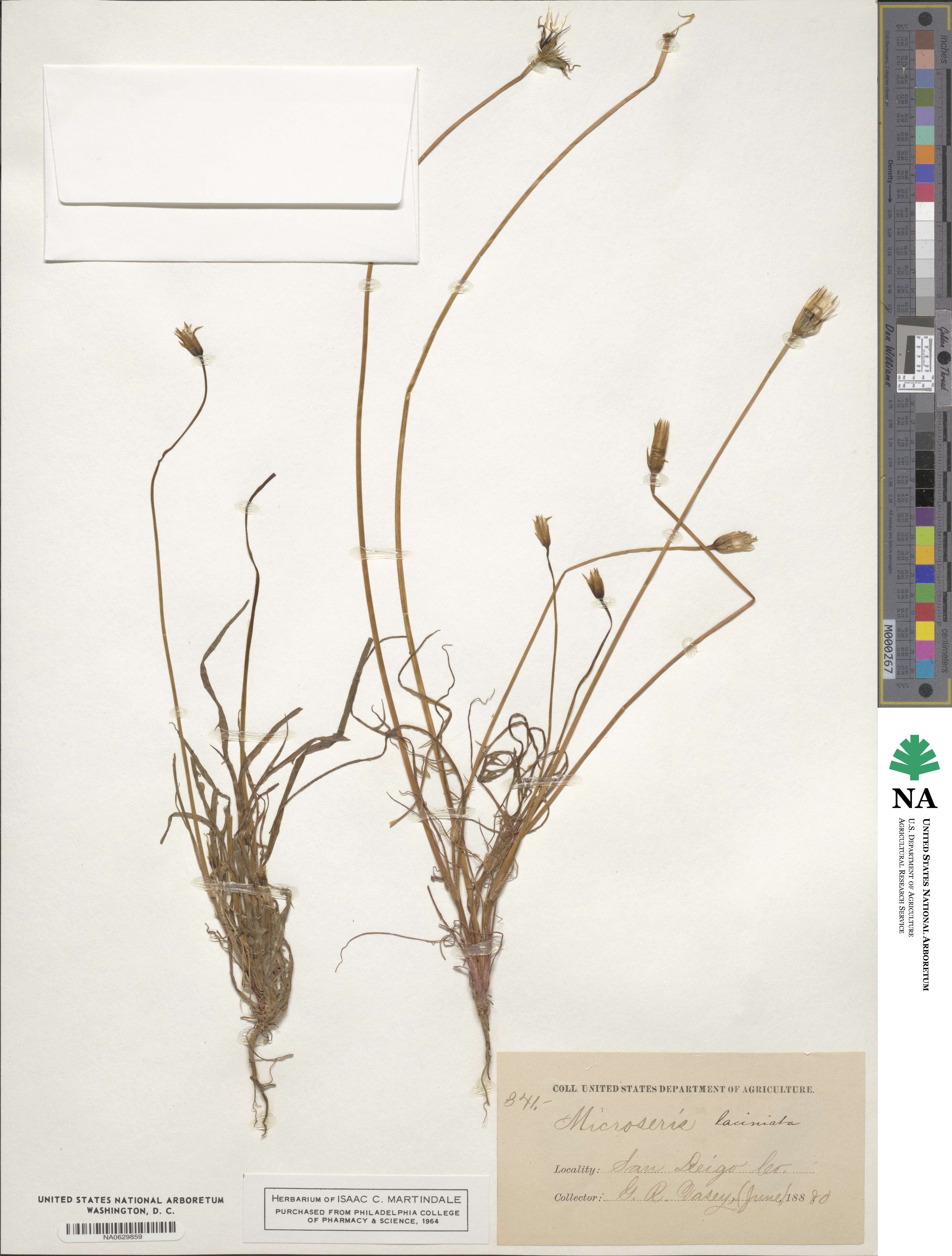 Microseris laciniata image