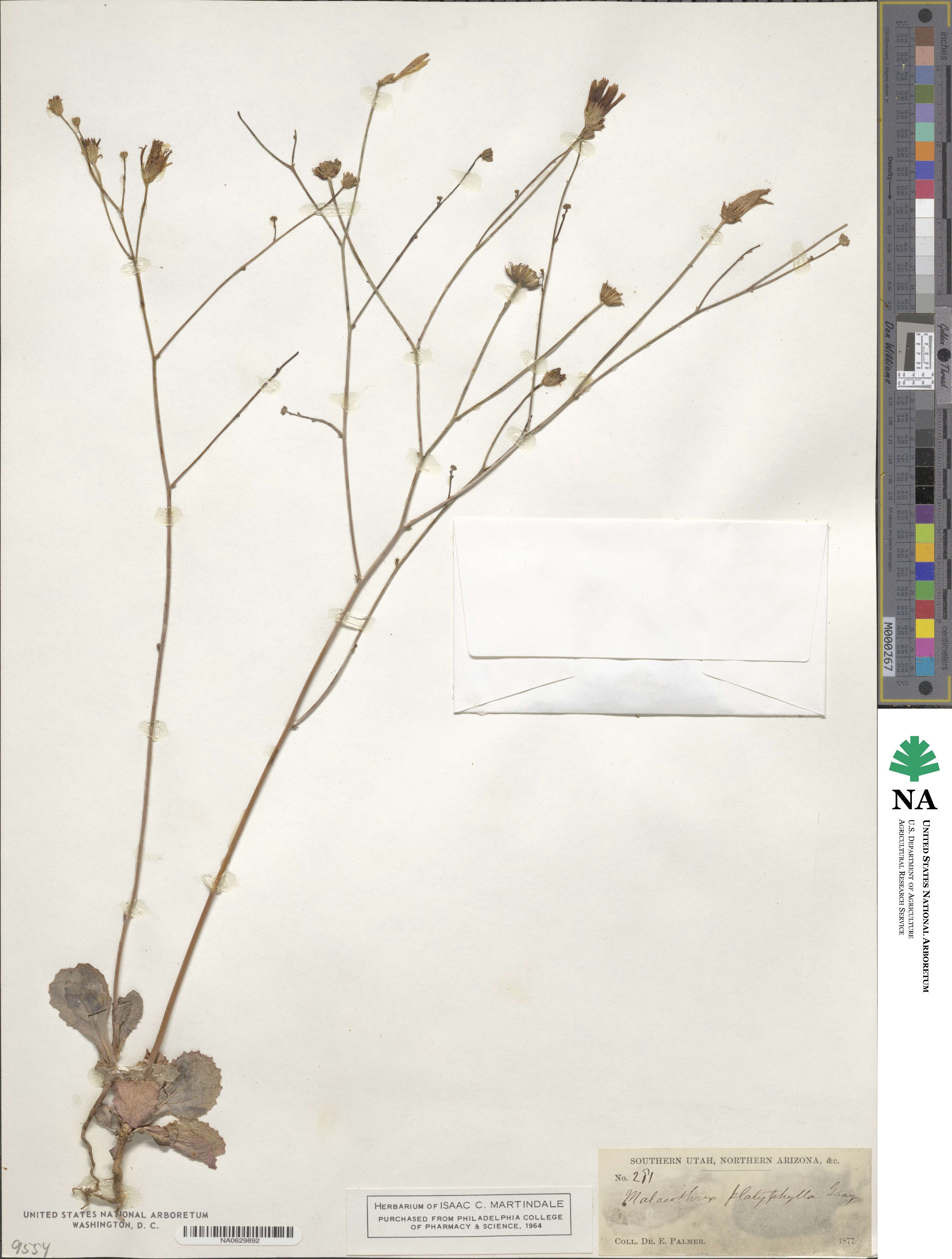 Atrichoseris image