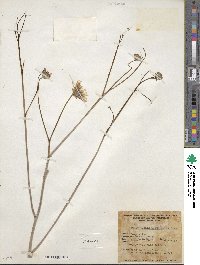 Atrichoseris platyphylla image