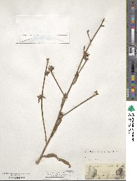 Cichorium intybus image