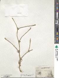 Cichorium pumilum image