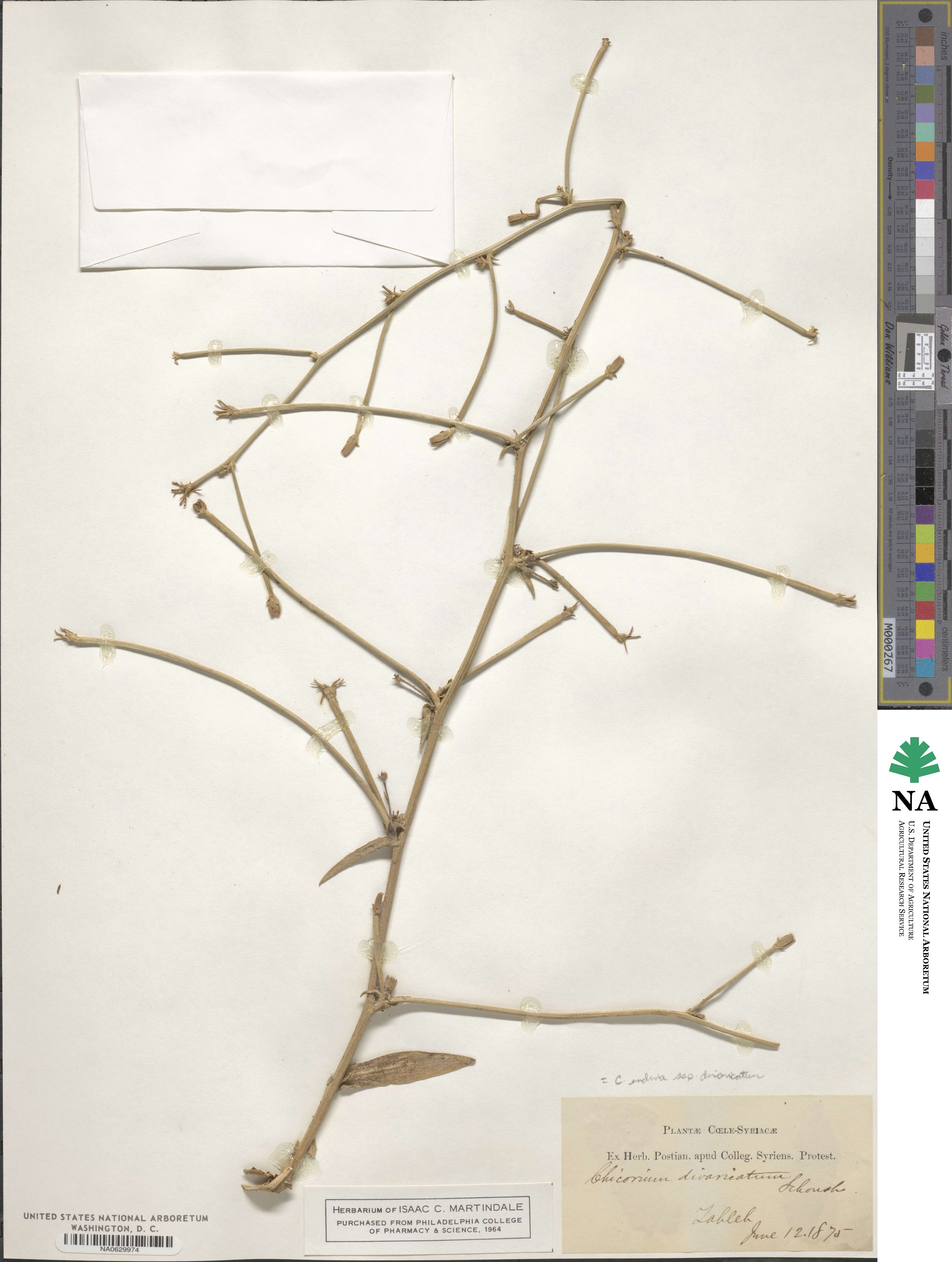 Cichorium pumilum image